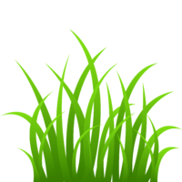 Газон семена травосмеси