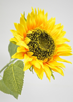 Подсолнух одиночный 70см Подсолнух одиночный 70см
