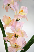 Гладиолус одиночный розовый 106см Гладиолус одиночный розовый 106см