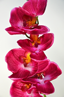 Орхидея Фаленопсис Элегант одиночная бьюти 85см Орхидея Фаленопсис Элегант одиночная бьюти 85см