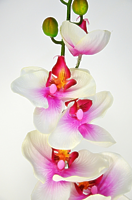 Орхидея Фаленопсис Элегант одиночная розовая 85см Орхидея Фаленопсис Элегант одиночная розовая 85см