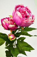 Пион ветвь 3 цветка малиновый 72см Пион ветвь 3 цветка малиновый 72см