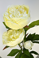 Пион ветвь 3 цветка кремовый 72см Пион ветвь 3 цветка кремовый 72см