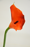 Калла одиночная терракотовая 70см  Калла одиночная терракотовая 70см