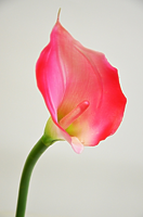 Калла одиночная розовая 70см  Калла одиночная розовая 70см