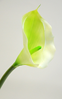 Калла одиночная нежно-зеленая 70см Калла одиночная нежно-зеленая 70см
