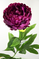 Пион одиночный темно-бордовый 75см Пион одиночный темно-бордовый 75см