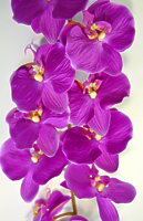 Орхидея Фаленопсис одиночная фиолетовая 124см Орхидея Фаленопсис одиночная фиолетовая 124см