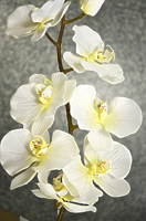 Орхидея Фаленопсис кремовая одиночная 102см Орхидея Фаленопсис кремовая одиночная 102см