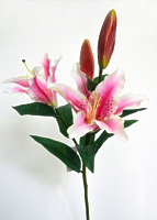 Лилия ветвь 4 цветка белая с розовым Лилия ветвь 4 цветка белая с розовым