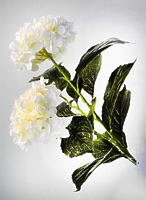 Гортензия белая 95см Гортензия белая 95см