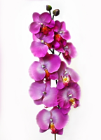 Орхидея Фаленопсис одиночная бьюти 102см Орхидея Фаленопсис одиночная бьюти 102см