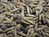 Вико-овес 1 кг Вико-овес 1 кг