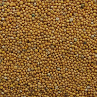 Горчица белая 1 кг Горчица белая 1 кг