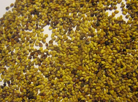 Клевер белый 1 кг Клевер белый 1 кг