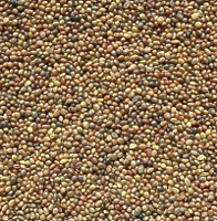 Клевер красный 1 кг Клевер красный 1 кг